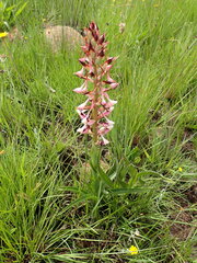 Disa cooperi