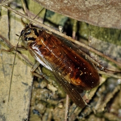 Johnrehnia solida