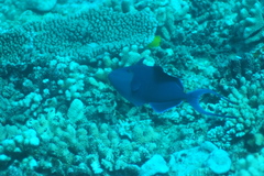 Odonus niger