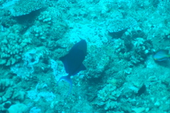Odonus niger