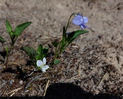 Viola canina
