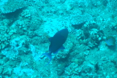 Odonus niger