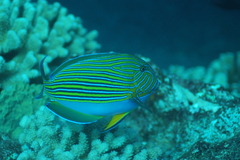 Acanthurus lineatus