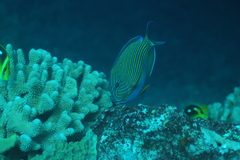 Acanthurus lineatus