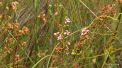 Erica thamnoides