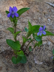 Viola canina