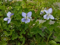 Viola canina