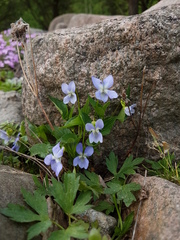 Viola canina