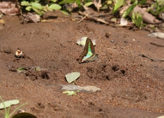 Graphium teredon