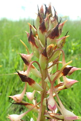 Disa cooperi