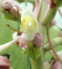 Disa cooperi