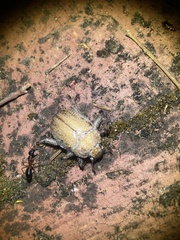 Anoplognathus velutinus