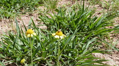 Gaillardia megapotamica