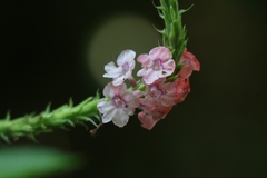 Stachytarpheta mutabilis