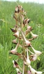 Disa cooperi