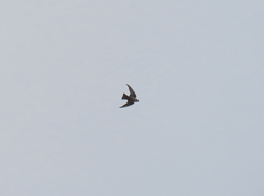 Ptyonoprogne rupestris