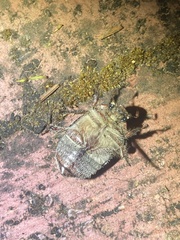 Anoplognathus velutinus