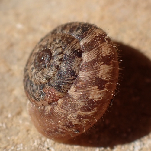 European Snail