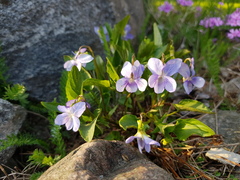 Viola canina