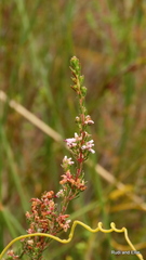 Erica thamnoides
