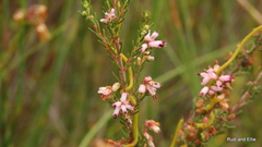 Erica thamnoides