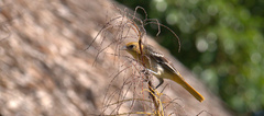 Icterus cucullatus