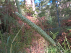Phalaris aquatica