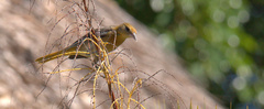 Icterus cucullatus
