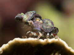 Cyclocoeloma tuberculatum