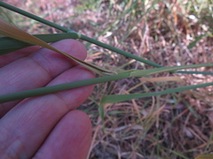 Phalaris aquatica