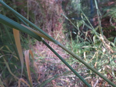 Phalaris aquatica