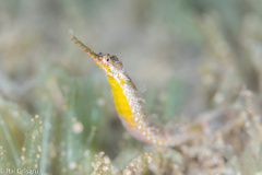 Halicampus macrorhynchus