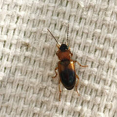 Stenolophus teutonus