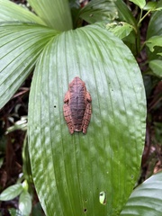 Boana multifasciata