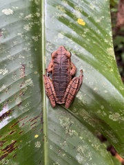 Boana multifasciata
