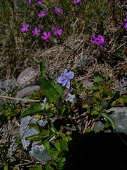 Viola canina