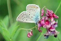 Polyommatus amandus