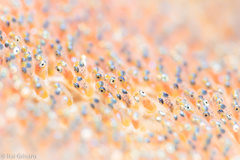 Amphiprion bicinctus