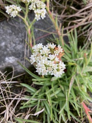 Crassula alba