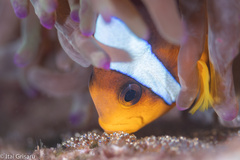 Amphiprion bicinctus