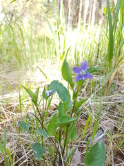 Viola canina