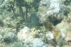 Canthigaster