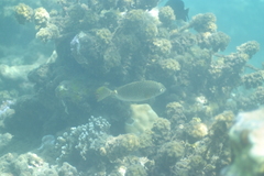 Siganus spinus