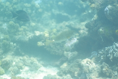 Siganus spinus