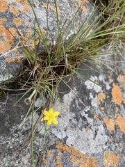 Hypoxis filiformis