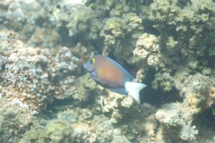 Ctenochaetus flavicauda