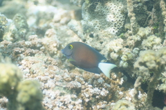 Ctenochaetus flavicauda