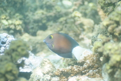 Ctenochaetus flavicauda