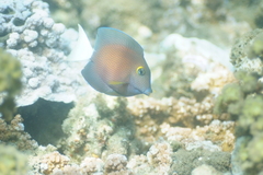 Ctenochaetus flavicauda