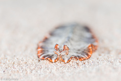 Pseudobiceros damawan